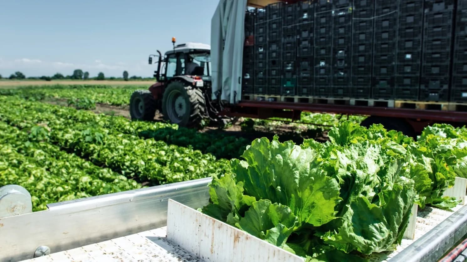 tractor in a commercial produce farm